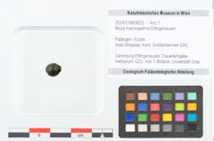 Foto (Objekt + Etikett) von Musa macrosperma Ettingshausen (NHMW-GEO-2024-0188-9023)